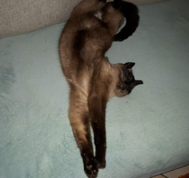 Opération de la patte de Choupi