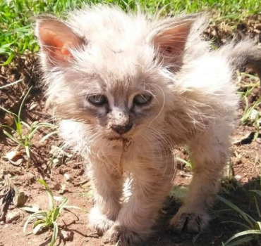 Aide urgente pour Azur