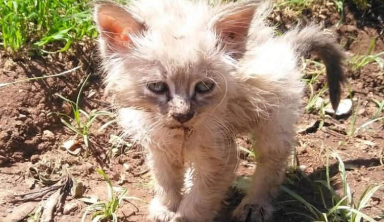 Aide urgente pour Azur