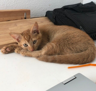 Aidez moi à soigner Petite