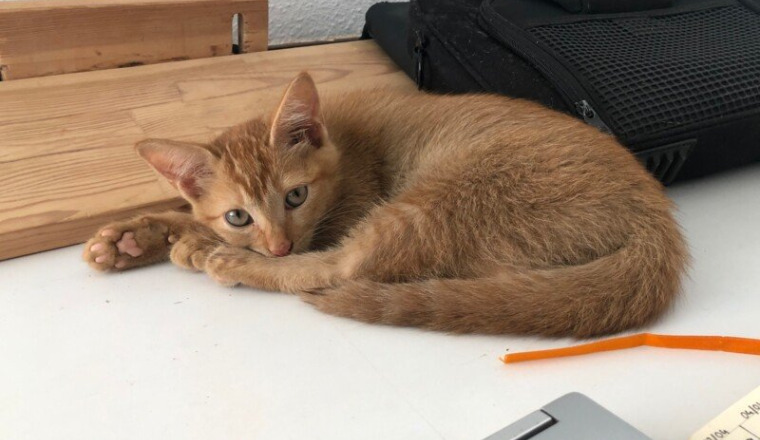 Aidez moi à soigner Petite