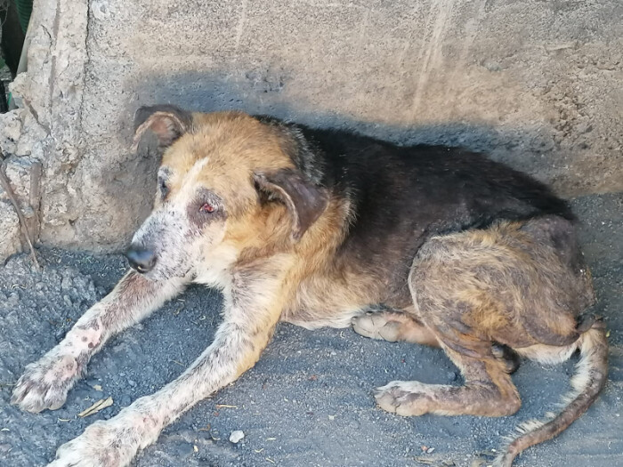 Image justificative de la cagnotte