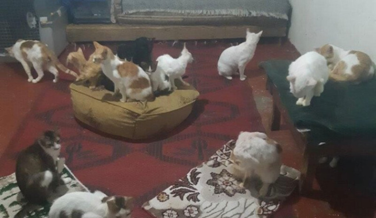 Aide pour nourriture pour la chatterie de Amina
