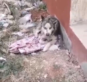 URGENCE SAUVETAGE 2 HUSKYS 🚨
