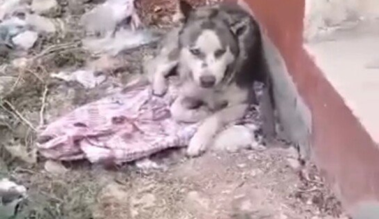 URGENCE SAUVETAGE 2 HUSKYS 🚨