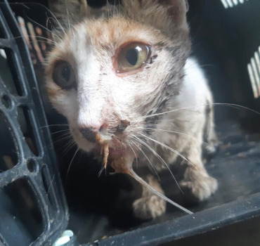 Aide pour urgente Louna