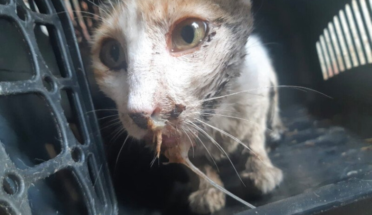 Aide pour urgente Louna