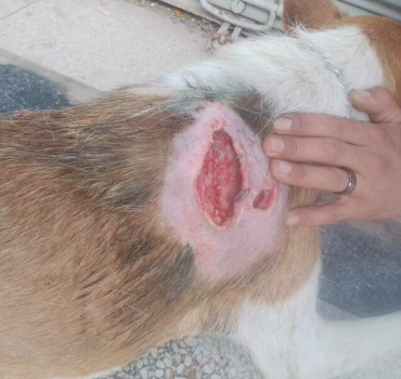 Aidons la chienne blessée au couteau