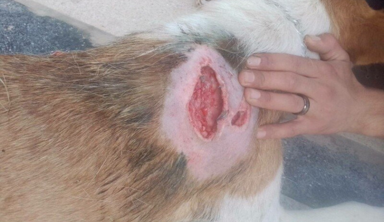Aidons la chienne blessée au couteau