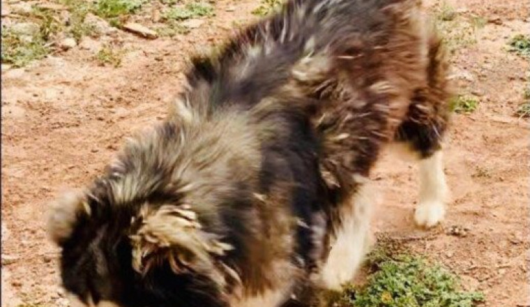 Pension et soin des 3 chiens abandonnés nordiques