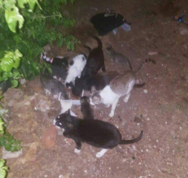 Les chats de la Medina
