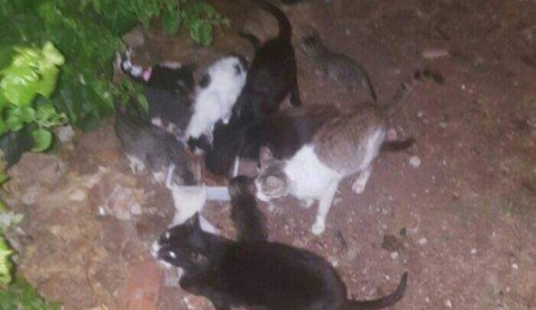 Les chats de la Medina