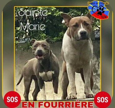 Sauvons ces 2 misères du couloir de la mort 🆘️