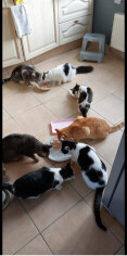 Image justificative de la cagnotte
