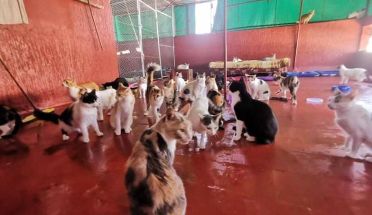 Les Sauvetages d'Hajar - Besoin d'Aide