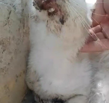 Aidons Càts LøvéRs à soigner ce chat accidenté