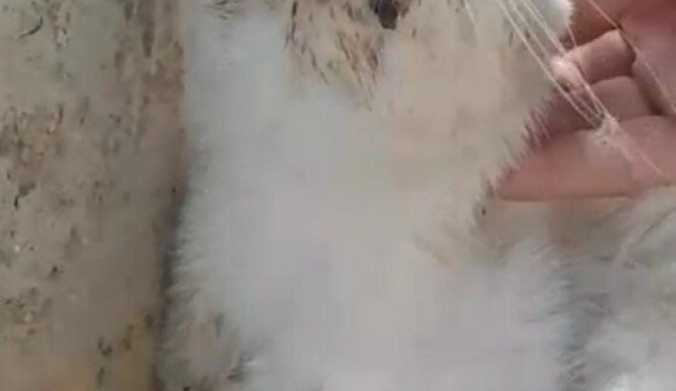 Aidons Càts LøvéRs à soigner ce chat accidenté