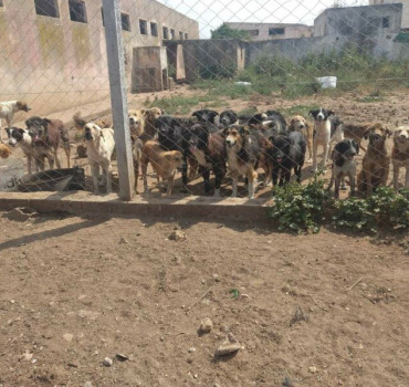 Help besoin de nourriture pour le refuge de Mira