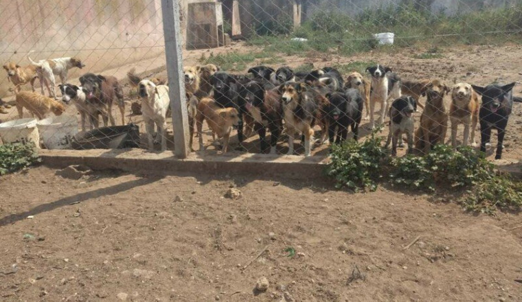 Help besoin de nourriture pour le refuge de Mira