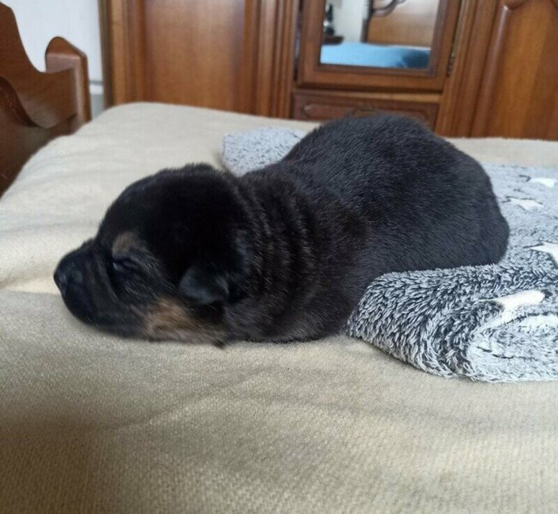 Sauvetage de Dune chiot femelle de 1 semaine