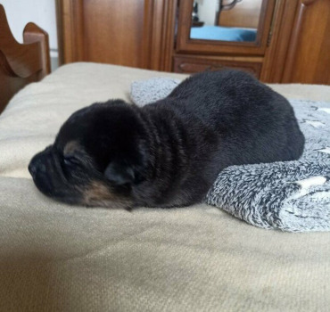 Sauvetage de Dune chiot femelle de 1 semaine