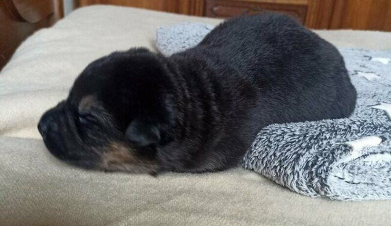 Sauvetage de Dune chiot femelle de 1 semaine