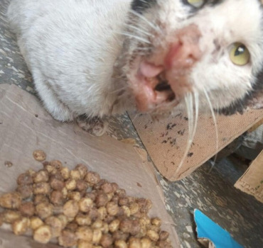 aide urgente pour sasha