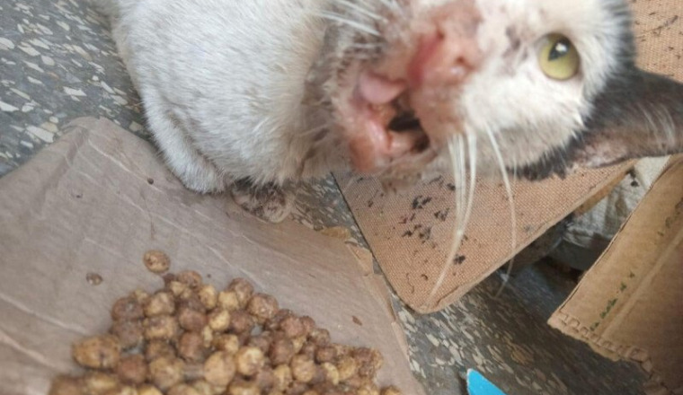 aide urgente pour sasha