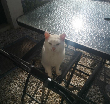 Finance des soins médicaux pour mon chat