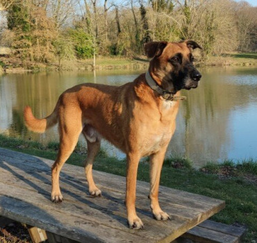 🐶 Aide aux frais véto - physiothérapie