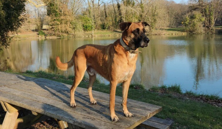🐶 Aide aux frais véto - physiothérapie