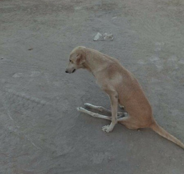 Chiens accidentés Béni Mellal