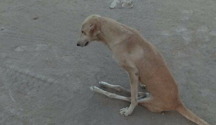 Chiens accidentés Béni Mellal