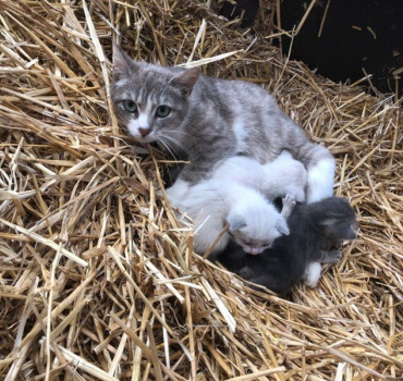 Stérilisation et sauvetage des chatons 🐱