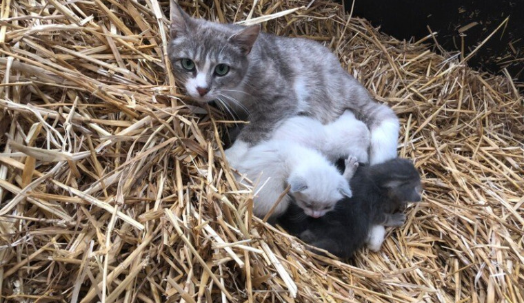 Stérilisation et sauvetage des chatons 🐱