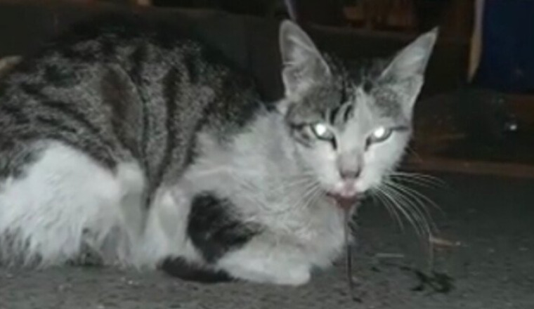 Aide pour Nala