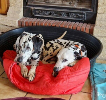 Sauvetage de Girly et Léna dalmatiennes