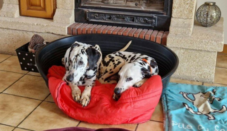 Sauvetage de Girly et Léna dalmatiennes
