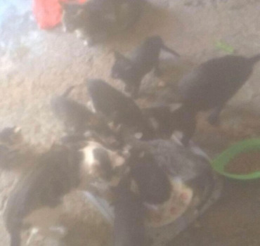 Aide nourrriture pour les chats d’Amal