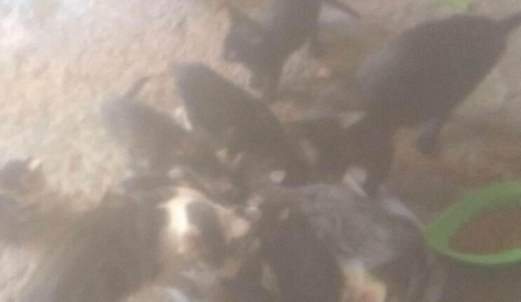 Aide nourrriture pour les chats d’Amal