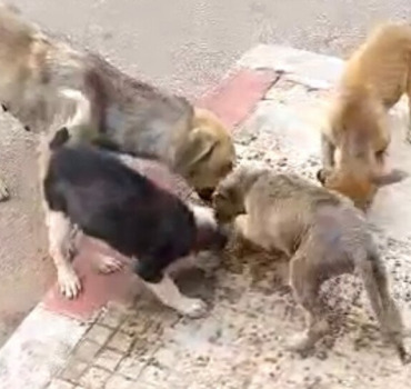 Aide pour 15 chiens ayant la gale et des tiques