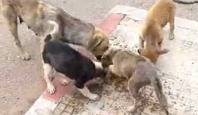Aide pour 15 chiens ayant la gale et des tiques