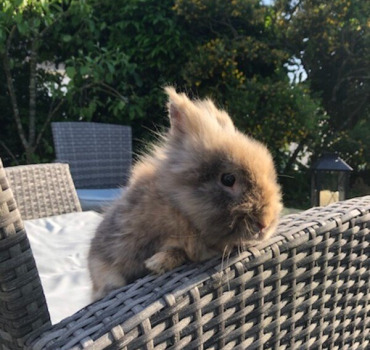Sauvez mon lapin