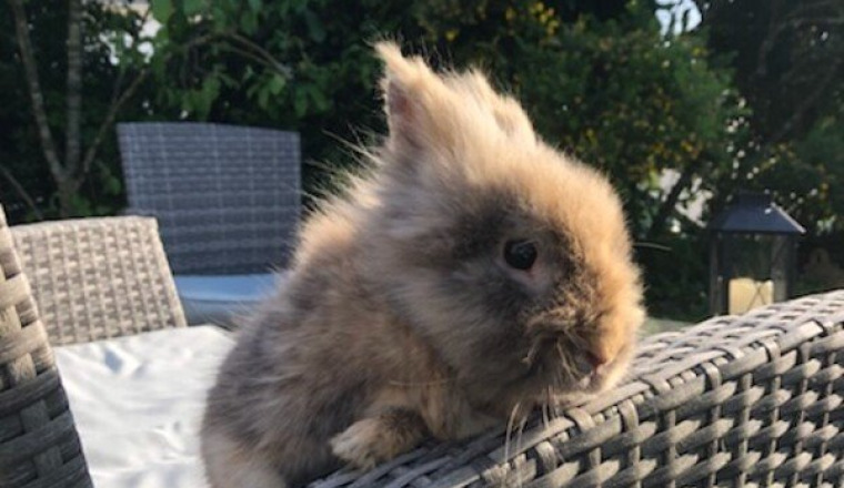 Sauvez mon lapin