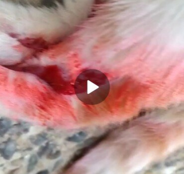 Pour la minette torturée avec du fil de barbelé