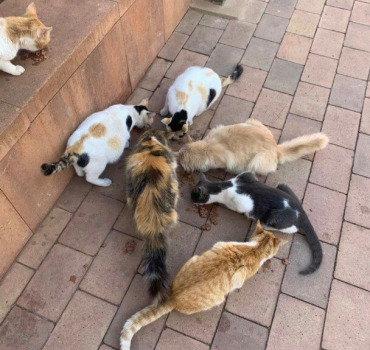 De la nourriture pour les chats de Fatima