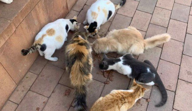 De la nourriture pour les chats de Fatima