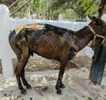 Aidons les équidés et les animaux de Marrakech