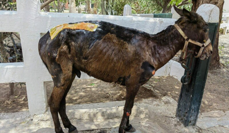 Aidons les équidés et les animaux de Marrakech