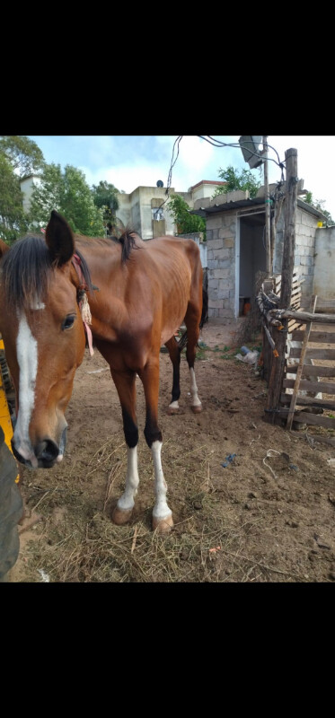 Image justificative de la cagnotte
